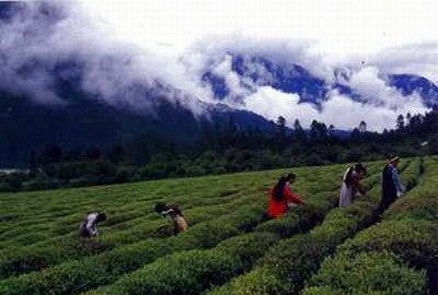 易贡茶园生态旅游区