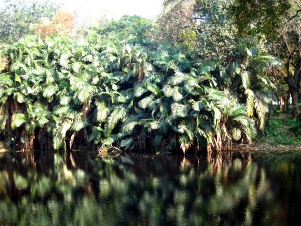 植物园