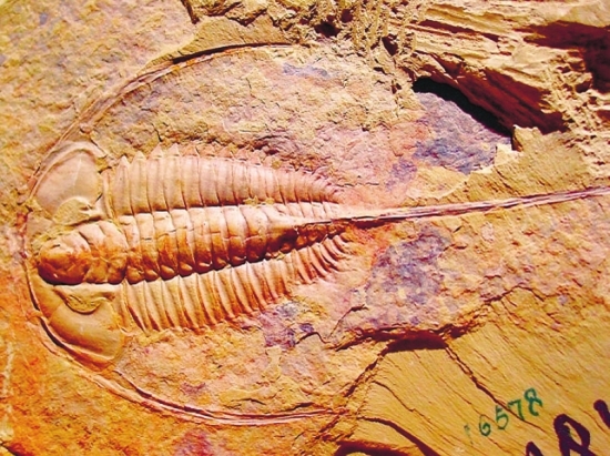 澄江动物化石群