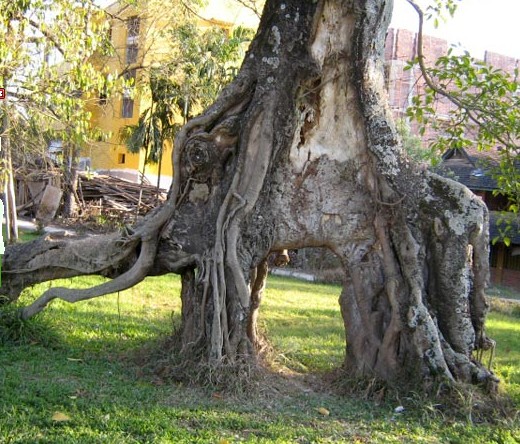 勐养象树