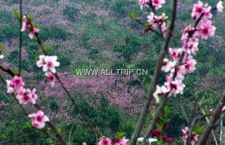 松林桃花