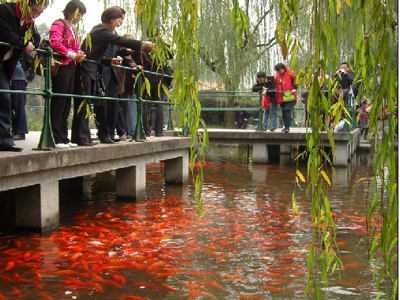 杭州旅游 南京出发杭州新景、西湖、花港观鱼、西溪国家湿地公园一日游