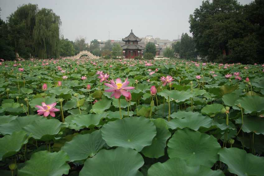 古莲花池