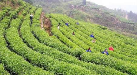 全程旅游网首页 重庆旅游 景点 茶山竹海  分享到: 所属地区: 重庆市