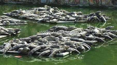 【中国鳄鱼湖】宣城中国鳄鱼湖门票价格,开放时间,和