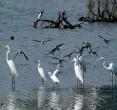 河鸟类自然保护区