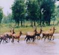 大丰麋鹿自然保护区