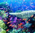 三亚珊瑚礁自然保护区