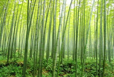 【永川茶山竹海】重庆永川茶山竹海门票价格,开放时间